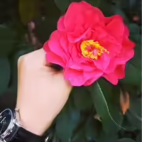 我的csdn